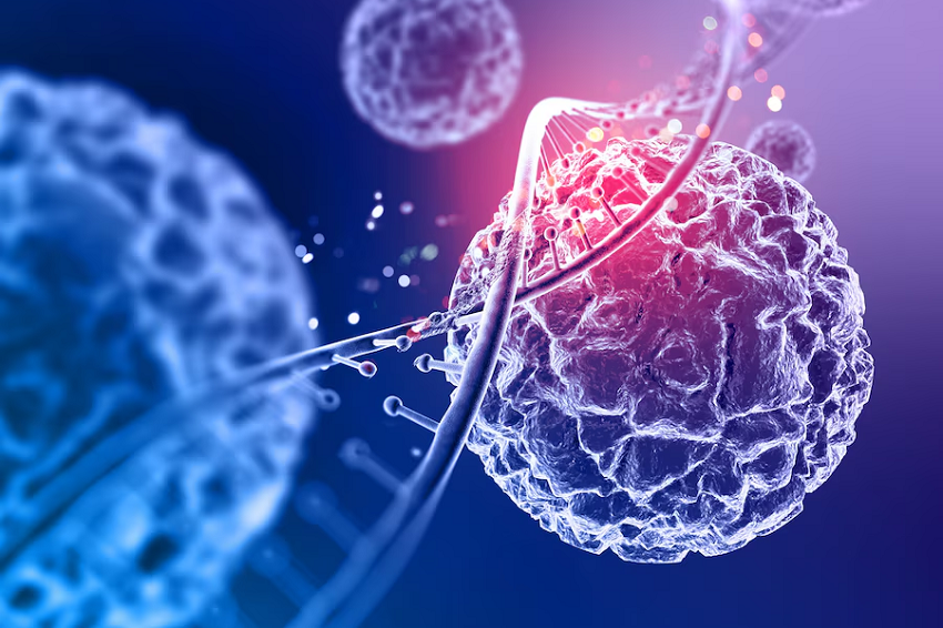 Stem Cells: What They Are and What They Do