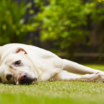 Anxiety in Dogs: Causes, Symptoms, Treatments & Prevention